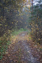 autumn in the forest