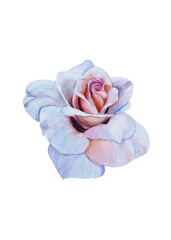 blue rose flower watercolor illustration on white background.