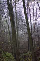fog in the forest
