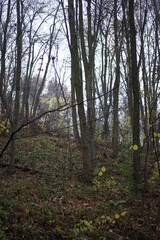 Obraz premium forest in the morning