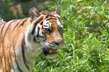 Fototapeta na wymiar 右向きの虎の顔