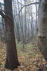 autumn in the forest