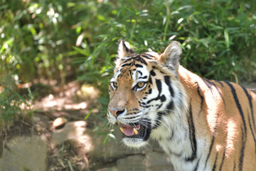 Fototapeta na wymiar 左を向いた虎の顔