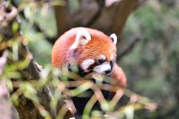 Naklejka premium 木の上のレッサーパンダ