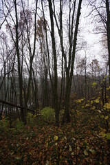 autumn in the forest