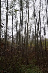 trees in the forest