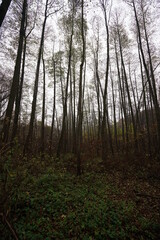 forest in the morning