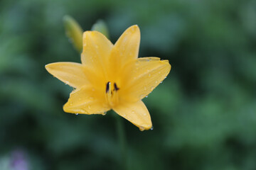 Fototapeta premium yellow daffodil flower