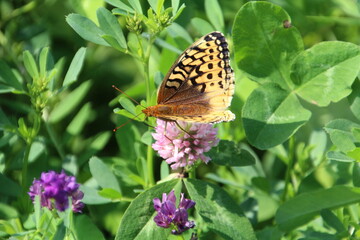 Beauty Of The Butterfly, Pylypow Wetlands, Edmonton, Alberta