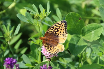 Wings Of The Butterfly