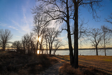 Fototapeta na wymiar tall bare winter trees surrounded by yellow winter grass on the banks of the Mississippi river with blue sky and clouds at sunset at Greenbelt Park on Mud Island in Memphis Tennessee USA