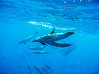 Herd of dolphins in the ocean with blue tone