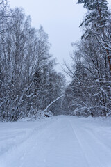 Obraz premium photo of forest in winter in snow
