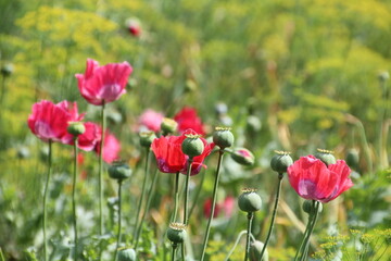 field of red poppies