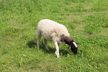 sheep in the field