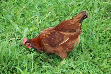 Fototapeta premium Chicken Looking In The Grass