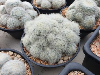 Mammillaria plumosa F.A.C.Weber cactus Succulent plant spherical green with white feathers covering the stem.