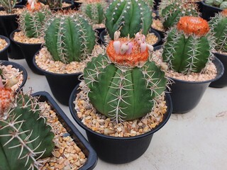 Melocactus Matanzanus a succulent cactus with rounded green stems with rows of slender, crown-like...