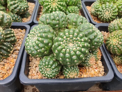 Notocactus Uebelmannianus cluster succulent cactus with shiny green stems resembling a crown. There are long white spikes surrounding the stem with pink flowers.