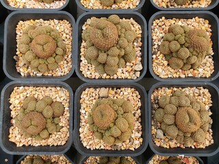 Rebutia Heliosa a small succulent cactus Round, fleshy, greenish-gray color with small spikes around the trunk.