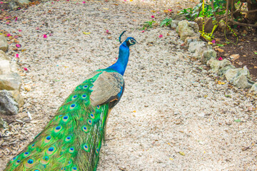 Fotografía de un hermoso pavo real