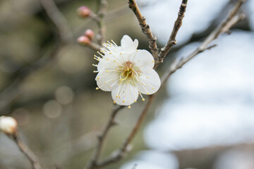 梅の花