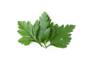 Parsley leaf on white background.