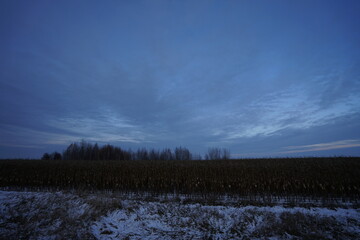 sunset in the forest