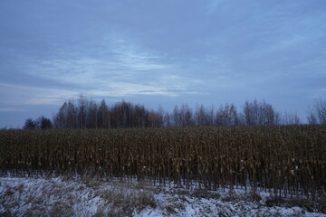 forest in winter