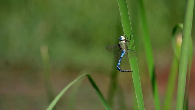 Blue dragonfly on straight green leaf
Slow motion shot from israel
