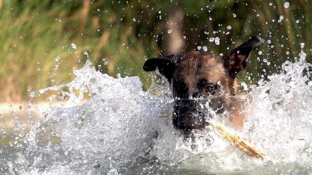 Malinois Belgian shepherd dog running in water
Slow motion shot from israel
