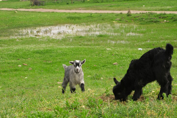 Cute little goats graze in the pasture