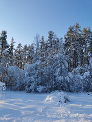 Snow-covered branches of trees and bushes, bent down under the weight of snow, on a frosty winter day