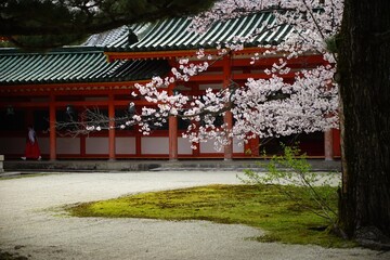 Cherry blossom in full bloom against a background of HEIAN-JINGU shrine