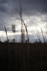 Obraz premium sunset in the field