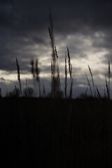 Obraz premium sunset in the field