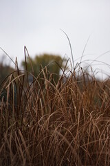 Obraz premium reeds in the wind