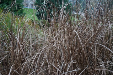 reeds in the water