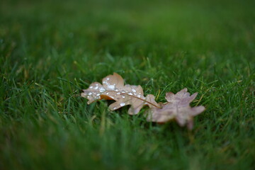 Drops of water on the leave 