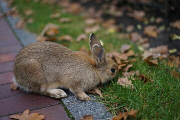 rabbit in the grass