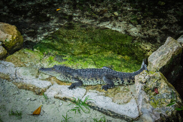 Foto de un cocodrilo descansando a la orilla de un río