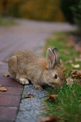 rabbit in the grass