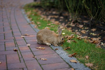 rabbit in the grass