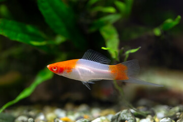 Koi Swordtail - Xiphophorus helleri