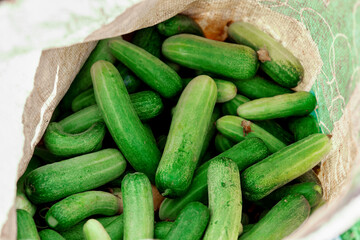 fresh cucumbers in a bag