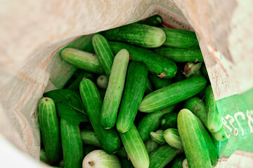 fresh cucumbers in a bag
