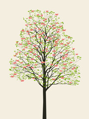 花水木のイラスト