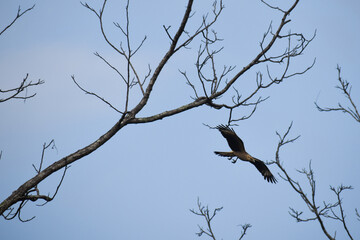 bird on a branch
