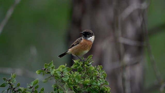 Male European stonechat on bush swaying in the wind
Close up shot from israel

