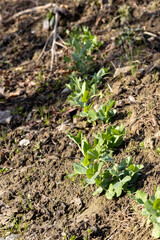 Peas plants growing in the fields